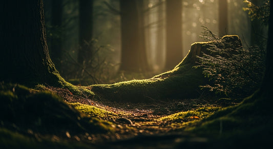 Dupe de Santal 33: la alternativa más accesible al ícono de Le Labo